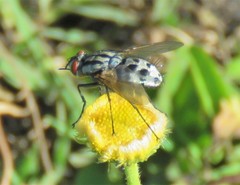 Diptera