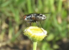 Diptera