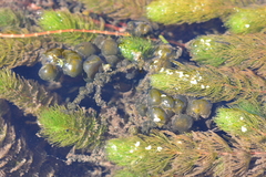 Myriophyllum quitense