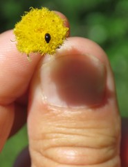 Phalacridae