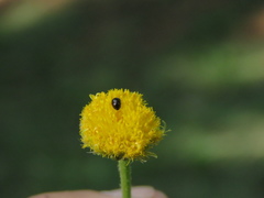 Phalacridae