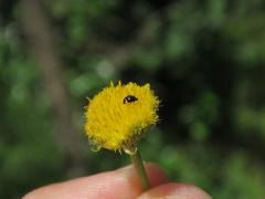 Phalacridae