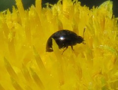 Phalacridae