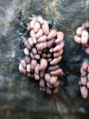 Arcyria stipata