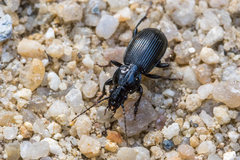 Pterostichus aethiops