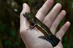 Ommatotriton ophryticus