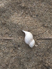 Nassarius fossatus