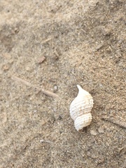 Nassarius fossatus