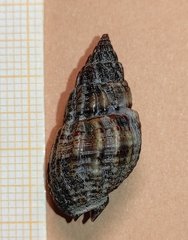 Tritia nitida