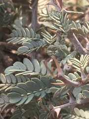 Prosopis pubescens
