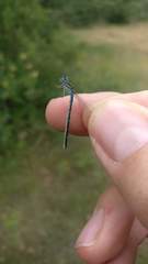 Coenagrion caerulescens