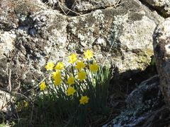 Narcissus