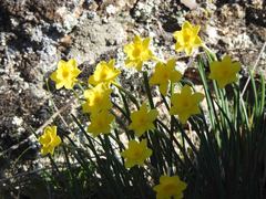 Narcissus