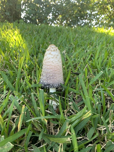 Coprinus image