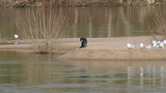 Phalacrocorax carbo