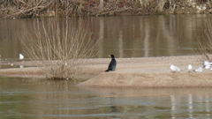 Phalacrocorax carbo