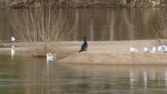 Phalacrocorax carbo