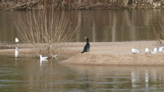 Phalacrocorax carbo