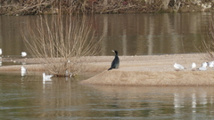 Phalacrocorax carbo