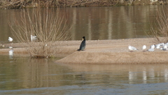 Phalacrocorax carbo