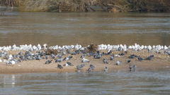 Columba livia domestica