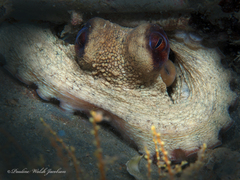 Octopus americanus