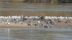 Columba livia domestica
