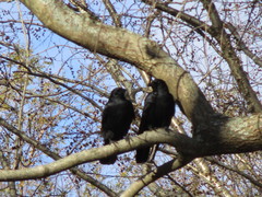 Corvus brachyrhynchos