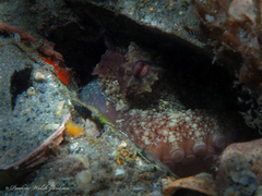 Octopus americanus