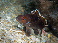 Black Sea Bass photo 2