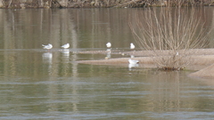 Chroicocephalus ridibundus