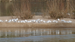 Chroicocephalus ridibundus