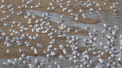 Chroicocephalus ridibundus