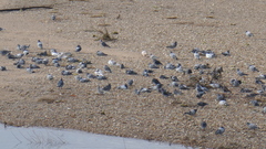 Columba livia domestica