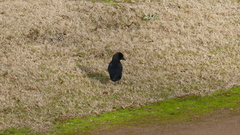Corvus corone