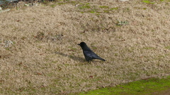 Corvus corone