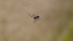 Larinioides sclopetarius