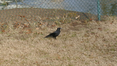 Corvus corone