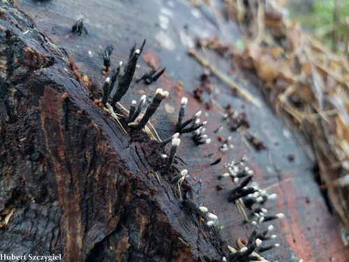 Xylaria hypoxylon observed 2021-12-19