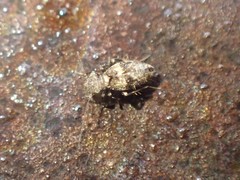 Pteroxanium kelloggi