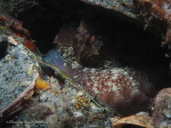 Octopus americanus