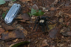 Pterinochilus simoni