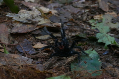 Pterinochilus simoni