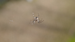 Larinioides sclopetarius