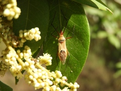 Zelus grassans