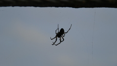 Larinioides sclopetarius