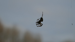 Larinioides sclopetarius