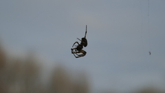 Larinioides sclopetarius