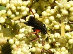 Episyron conterminus