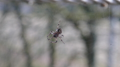 Larinioides sclopetarius